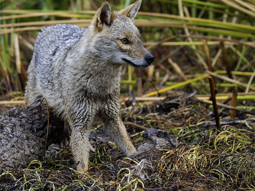 Золотистый шакал. - Alexander Amromin Золотистый шакал. - Alexander Amromin