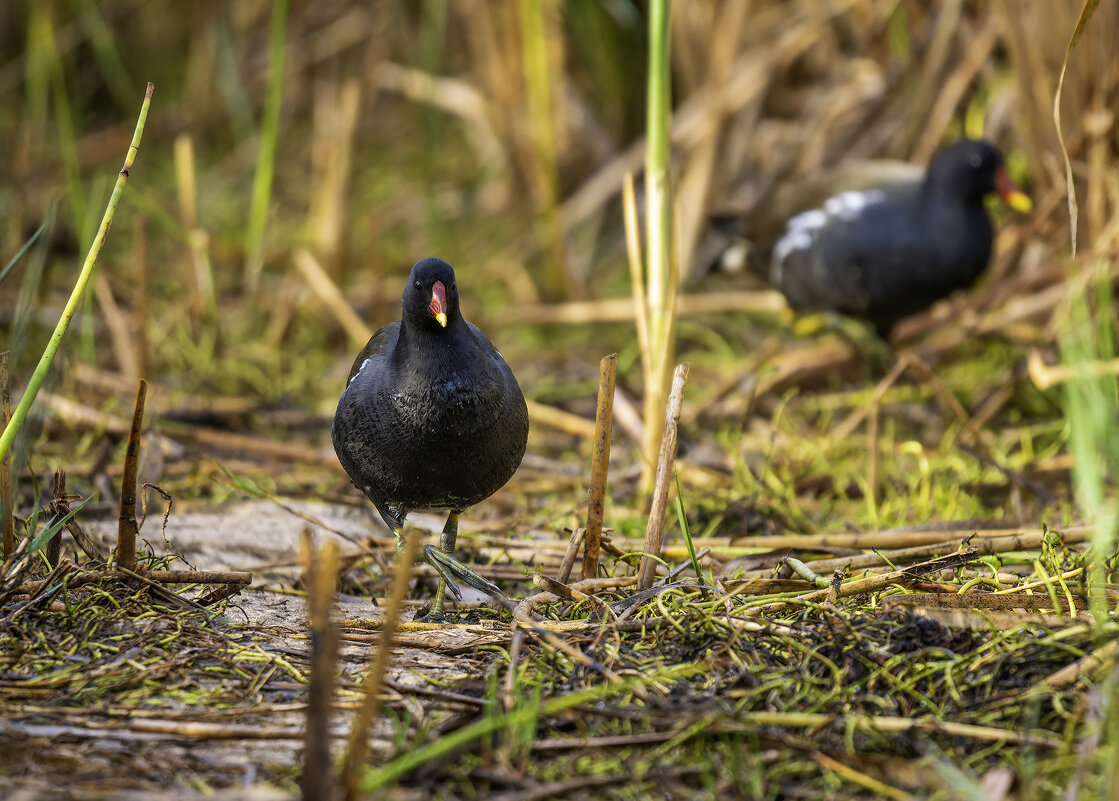 Камышница. - Alexander Amromin