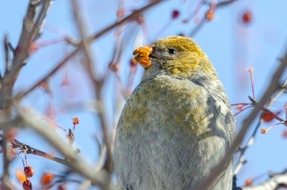 Щур. - Виктор Иванович Чернюк Щур. - Виктор Иванович Чернюк