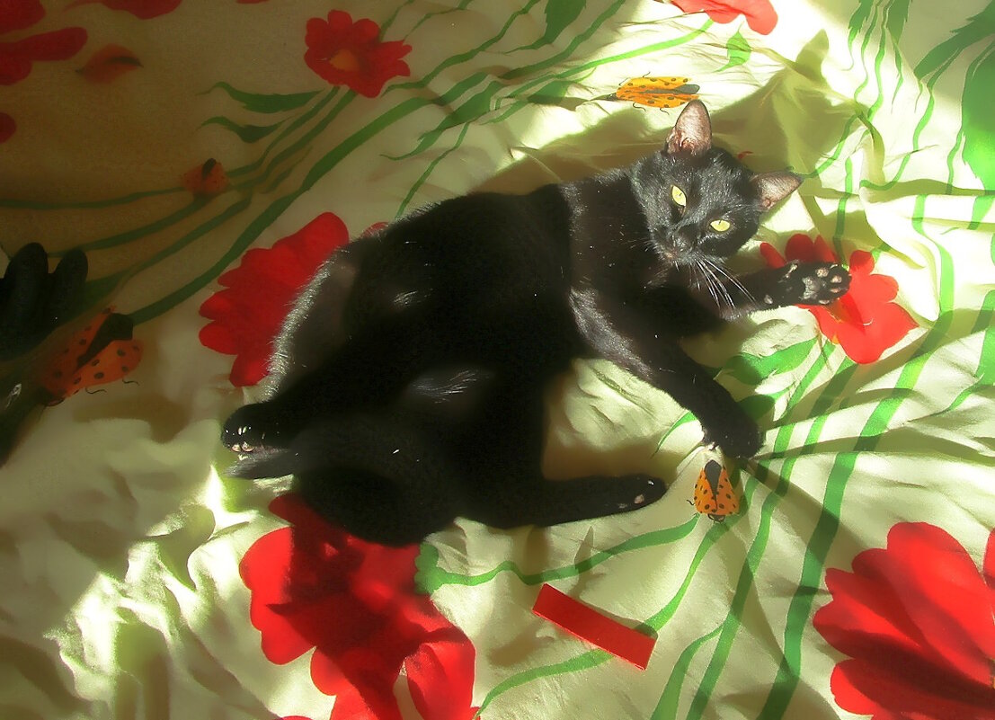 Блаженство - Ольга Довженко Блаженство - Ольга Довженко