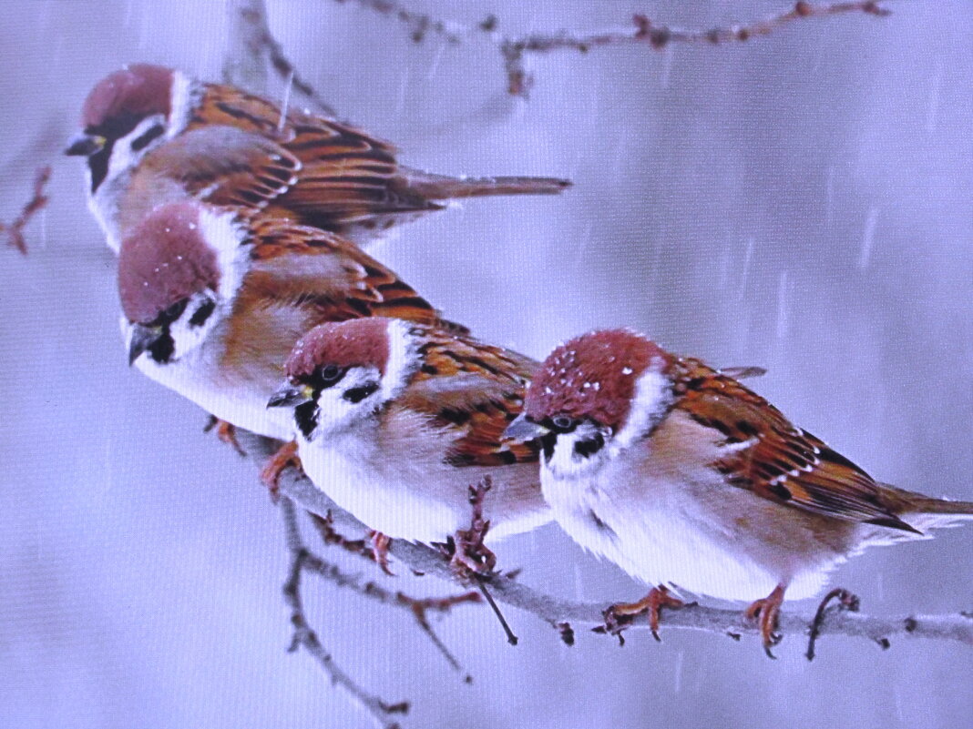 Голодные - Людмила Смородинская