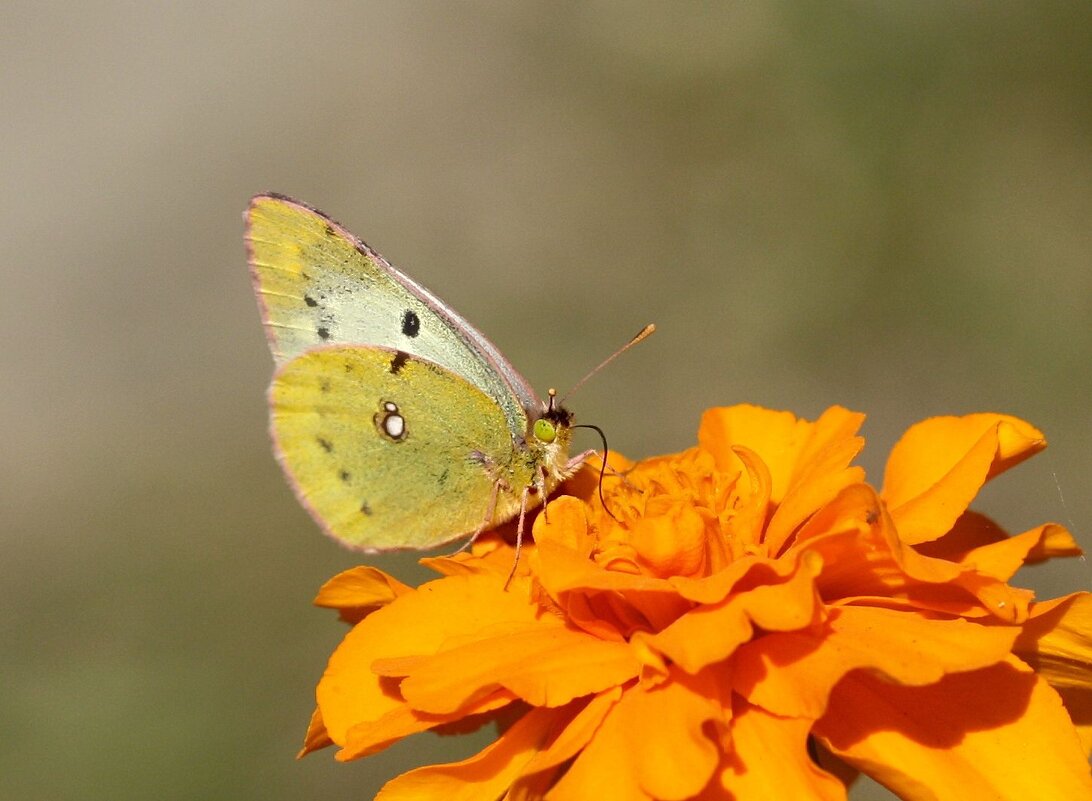 На календуле - ZNatasha -