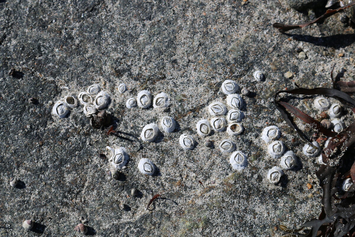 Балянусы - Ольга Балянусы - Ольга