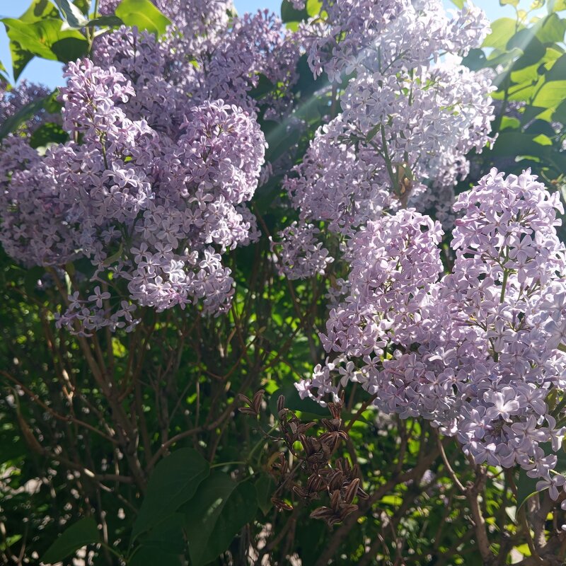 Сиреневый май - Елена Семигина Сиреневый май - Елена Семигина