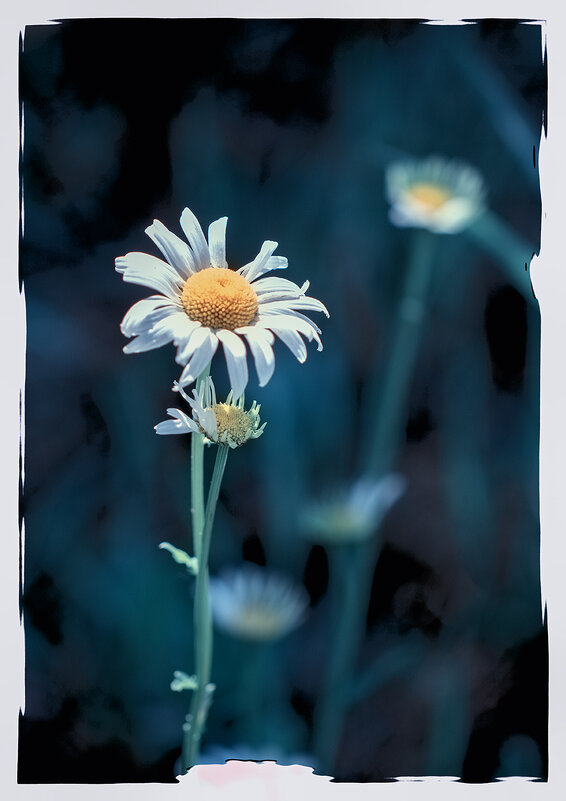 Ромашечка. - Лилия * Ромашечка. - Лилия *