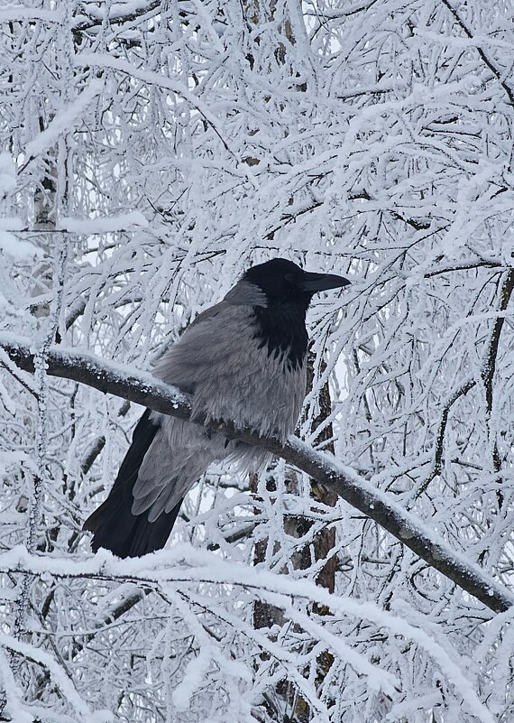 Воронушка - Юлия Голикова