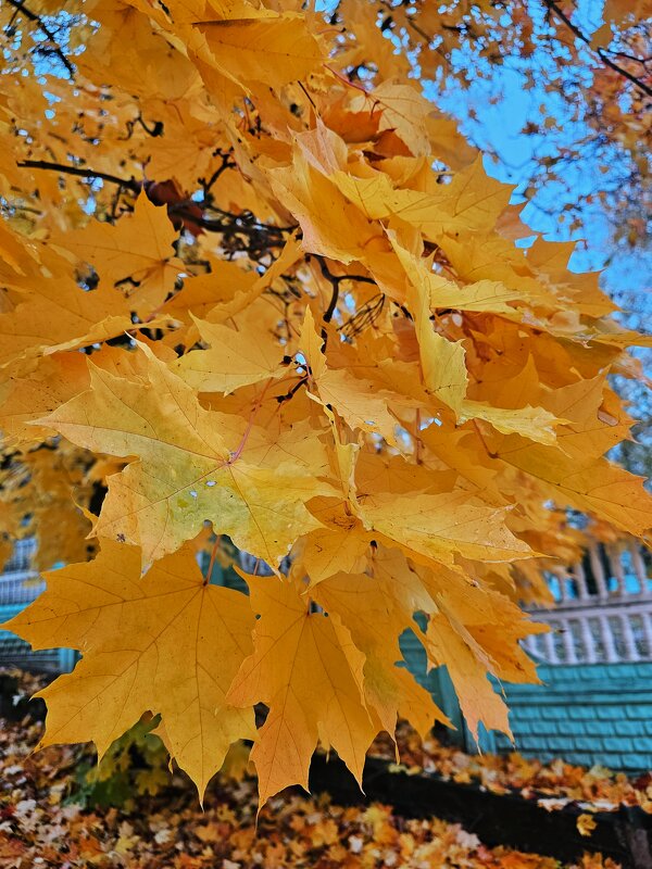 Осень - Юлия Голикова