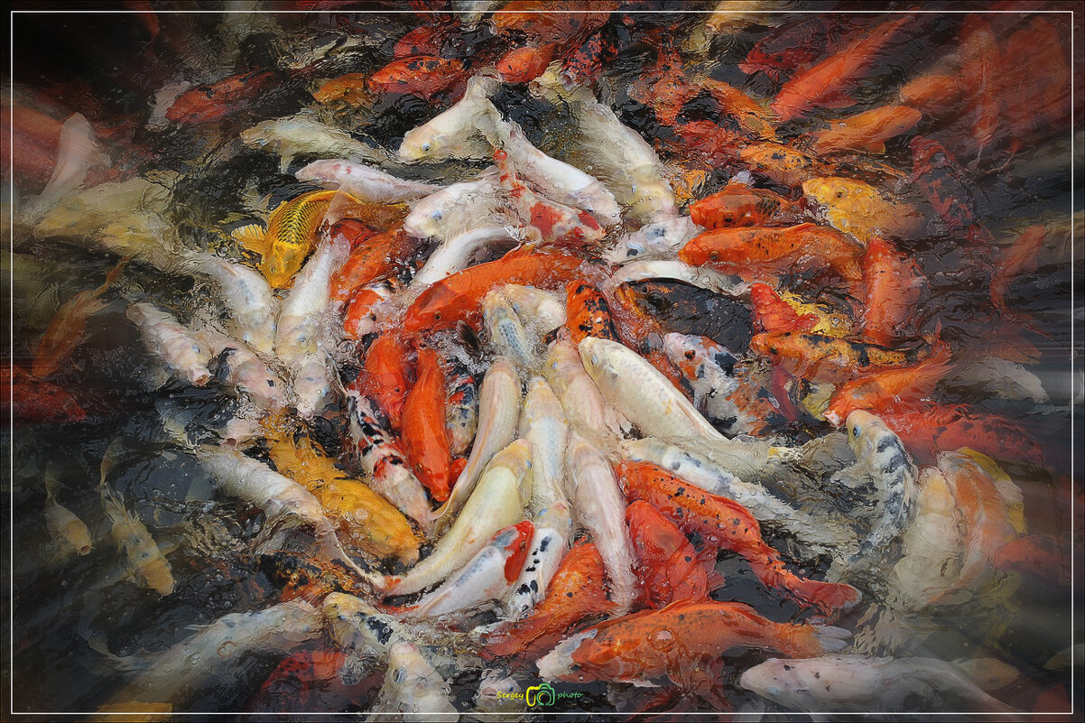 Золотые карпы приносящие удачу... - Сергей Калиновский Золотые карпы приносящие удачу... - Сергей Калиновский