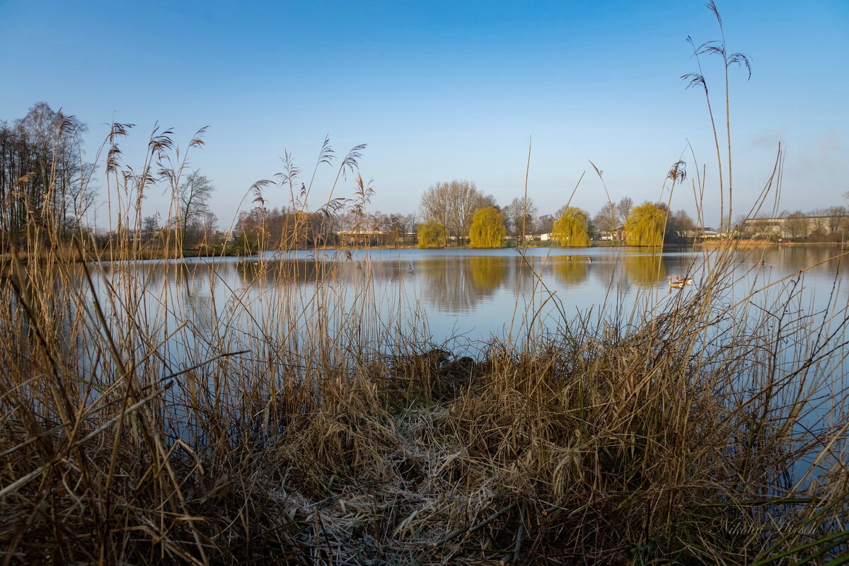 Озеро и тростник... - Николай Гирш