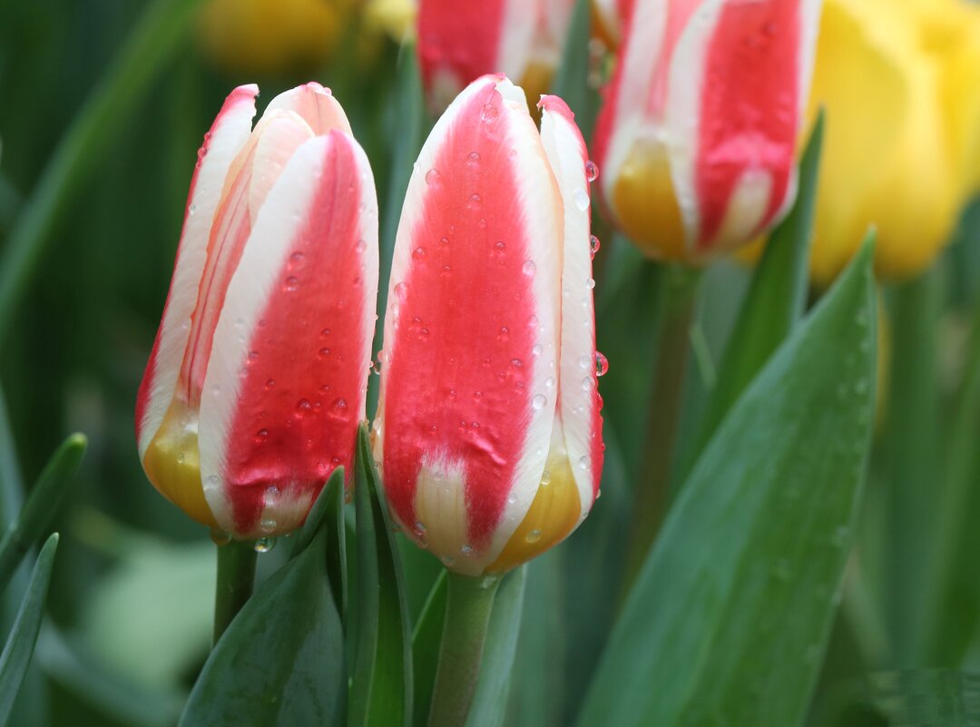 Тюльпаны из аптекарского - ZNatasha -