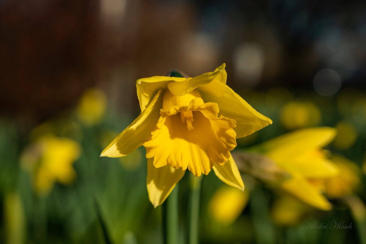 Просто нарцисс... - Николай Гирш