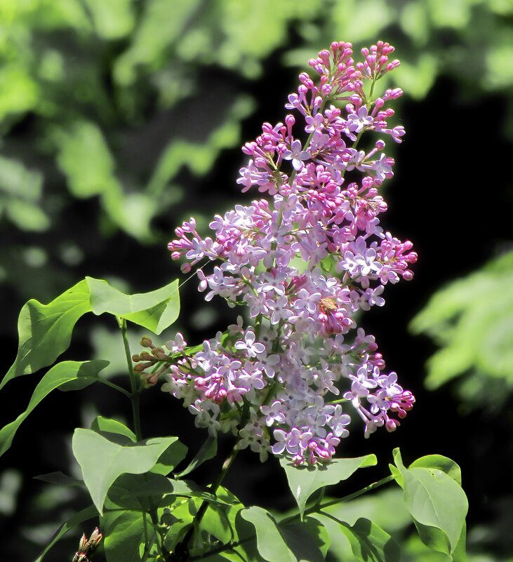 Просто цветы - Роман Савоцкий