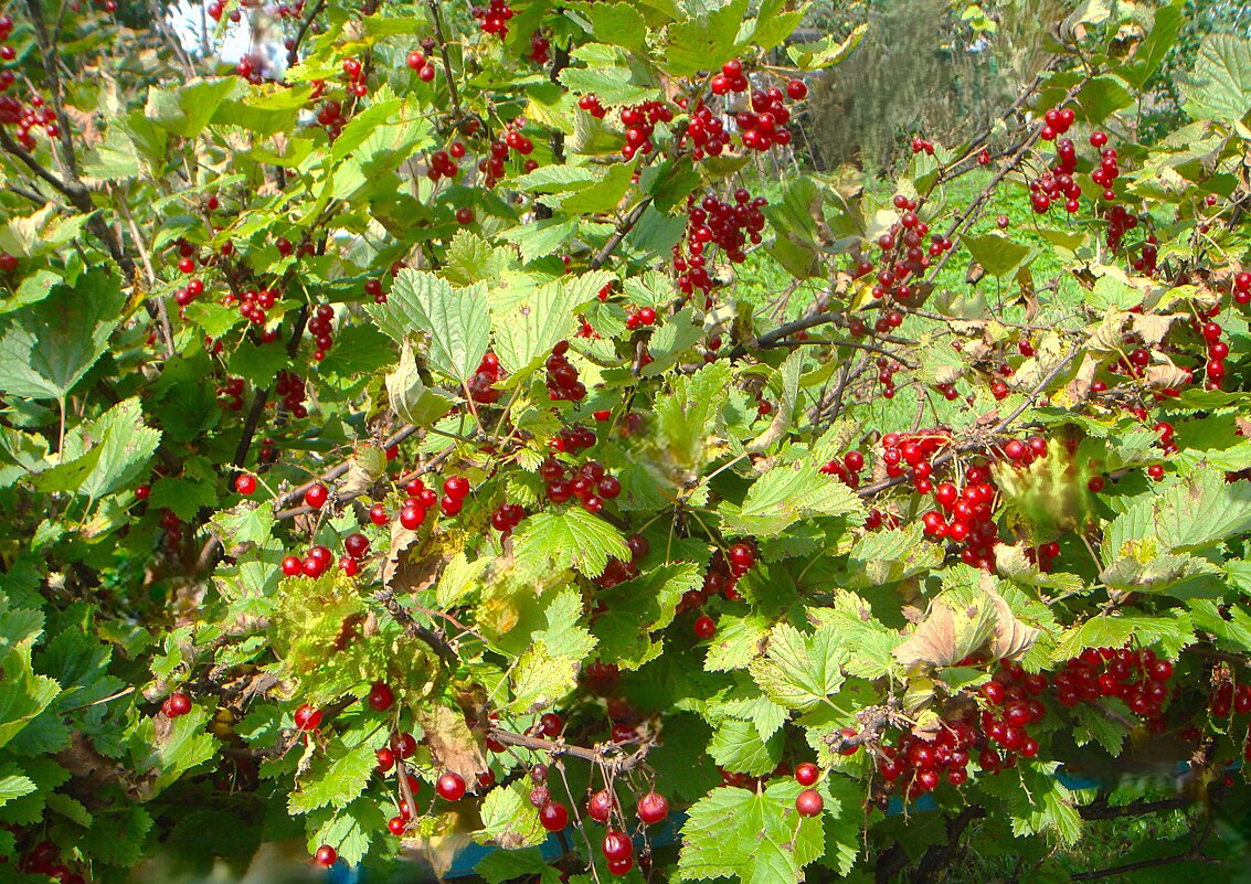 ***урожайная пора*** - Olga Oskolkova