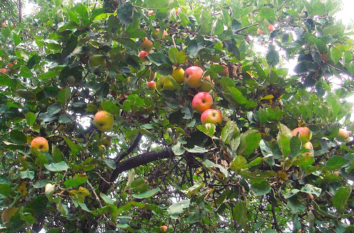 ***дозревают...*** - Olga Oskolkova