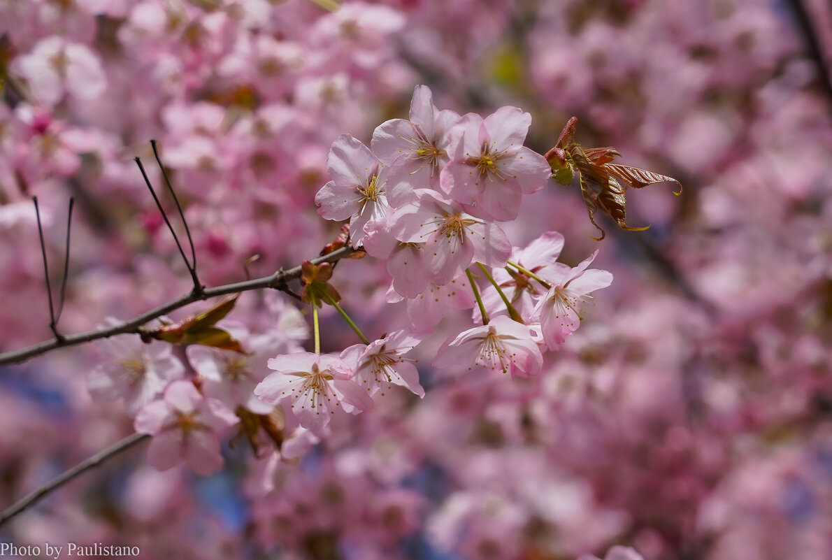 Цветущий апрель... - Владимир Жданов Цветущий апрель... - Владимир Жданов