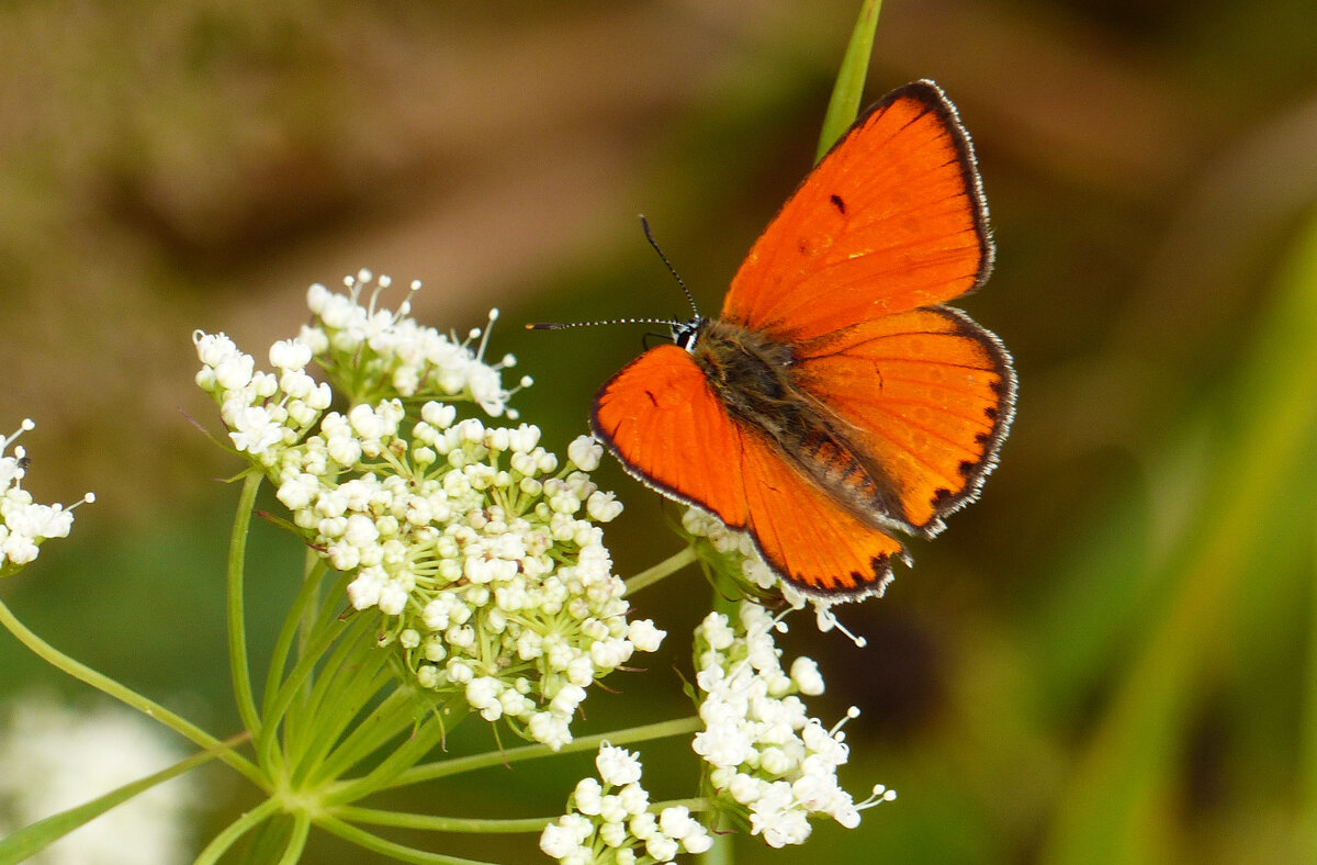 опять про бабочек 433 - Александр Прокудин