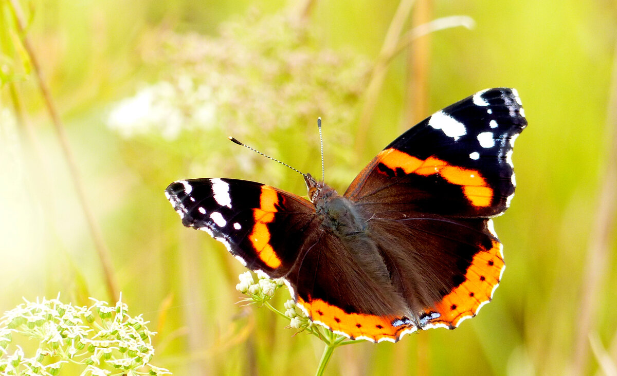 опять про бабочек 436 - Александр Прокудин опять про бабочек 436 - Александр Прокудин