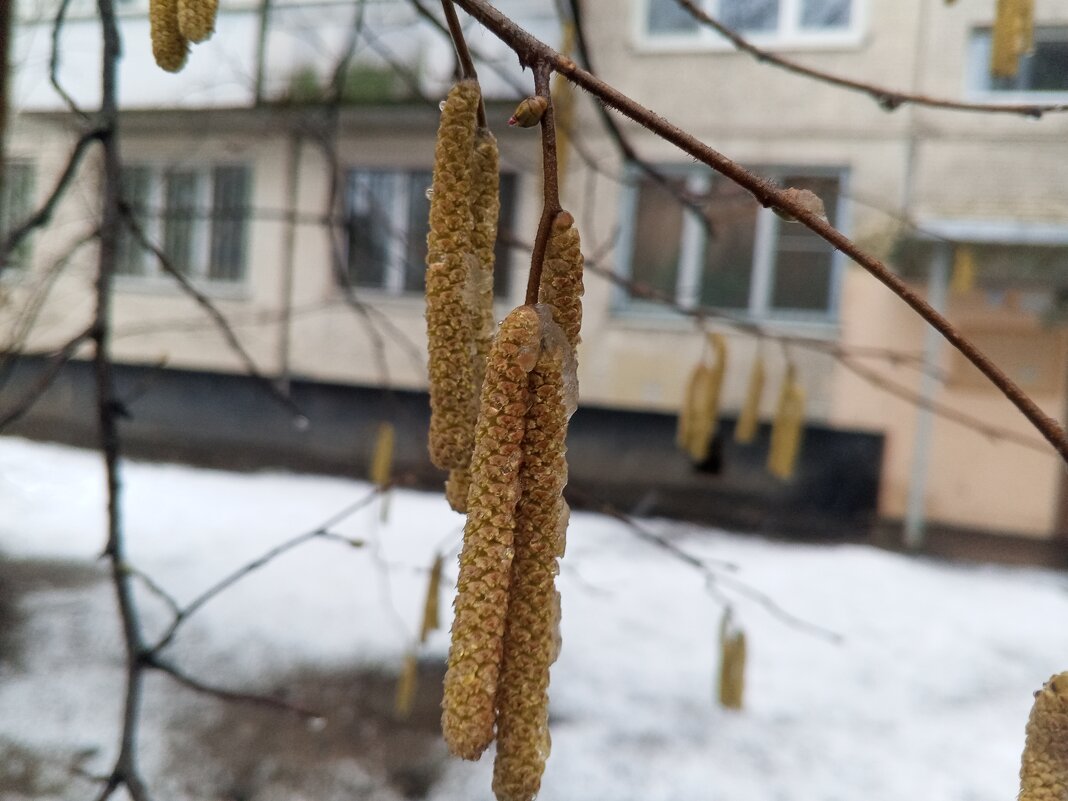 Орешник - Сапсан 