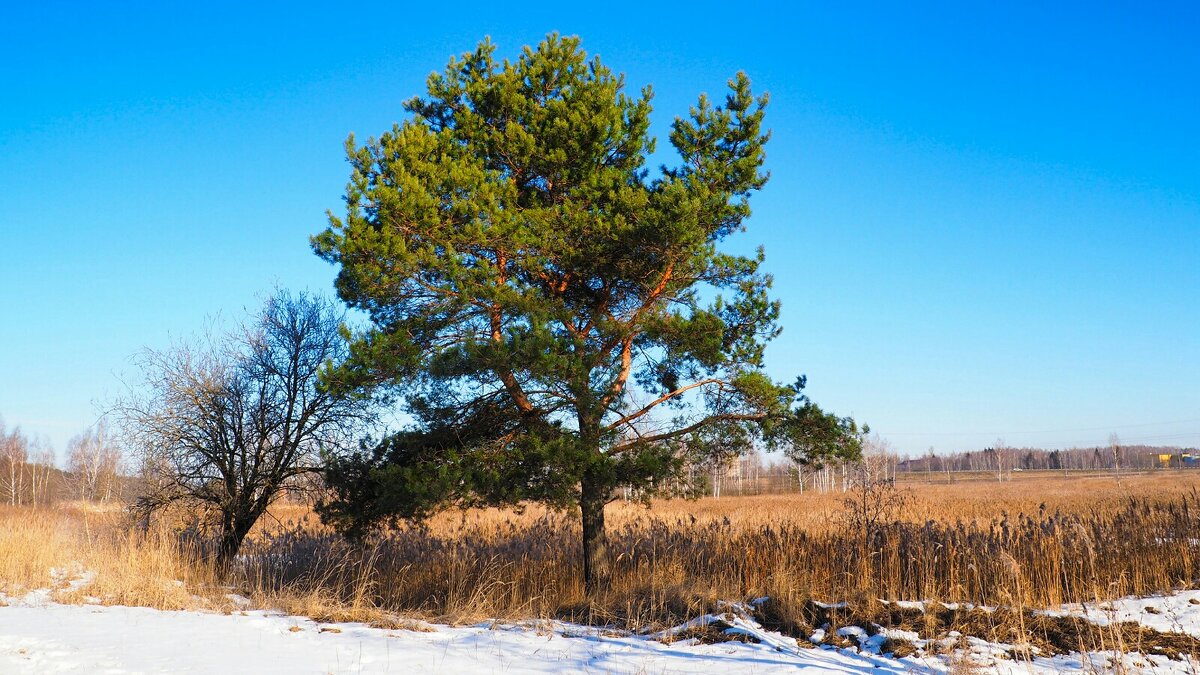 Развесистая сосна - Милешкин Владимир Алексеевич 