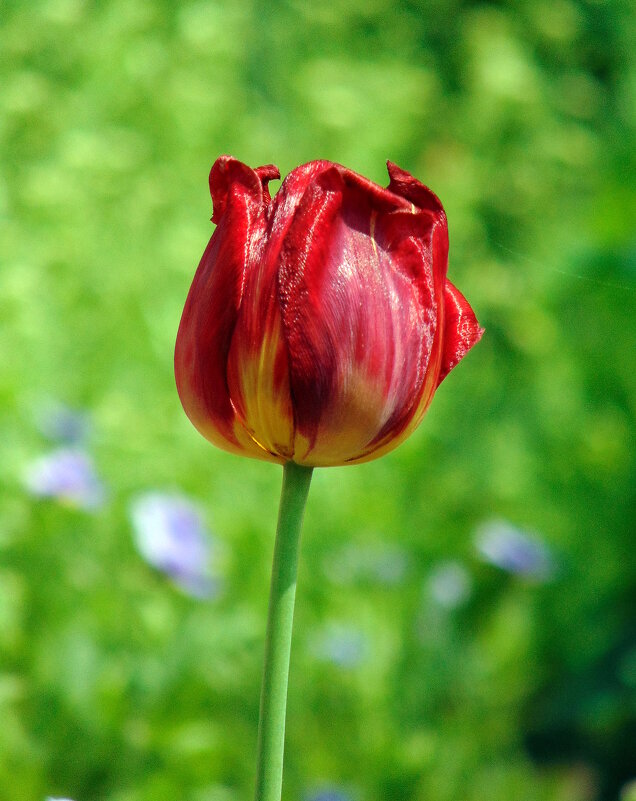Тюльпан. - nadyasilyuk Вознюк Тюльпан. - nadyasilyuk Вознюк