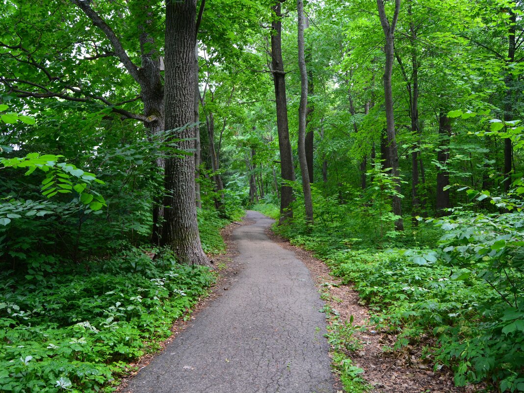 Чебоксары. Лето в роще Гузовского. - Пётр Чернега Чебоксары. Лето в роще Гузовского. - Пётр Чернега