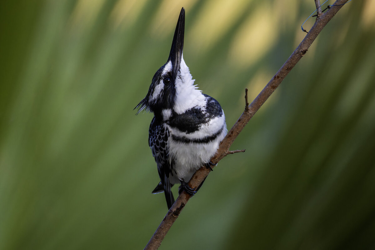 Малый пегий зимородок. - Alexander Amromin