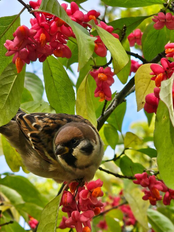 Воробей - Юлия Голикова