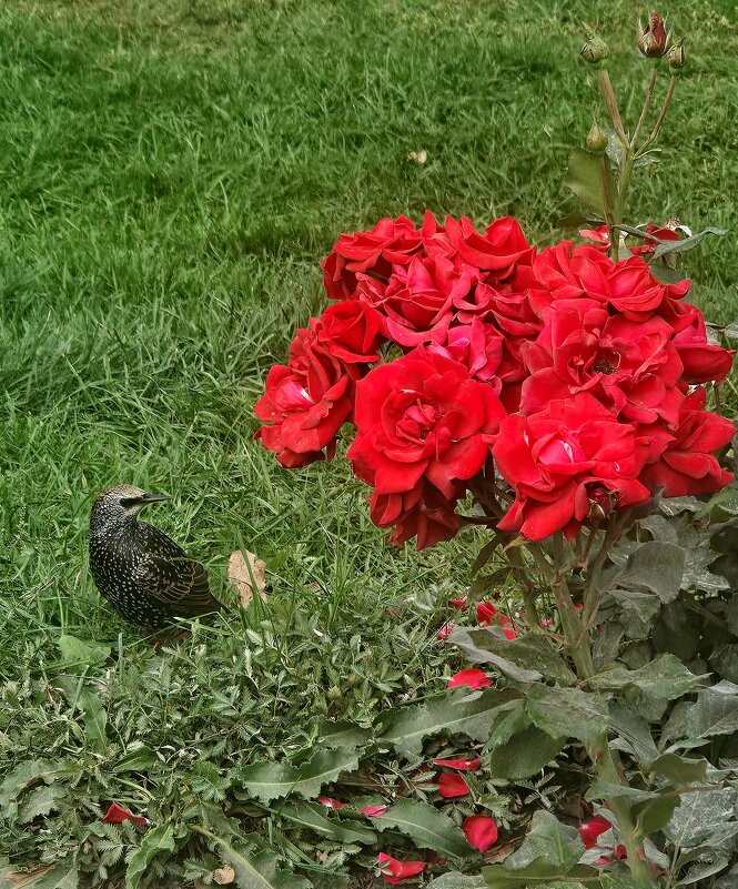 Скворец - Юлия Голикова