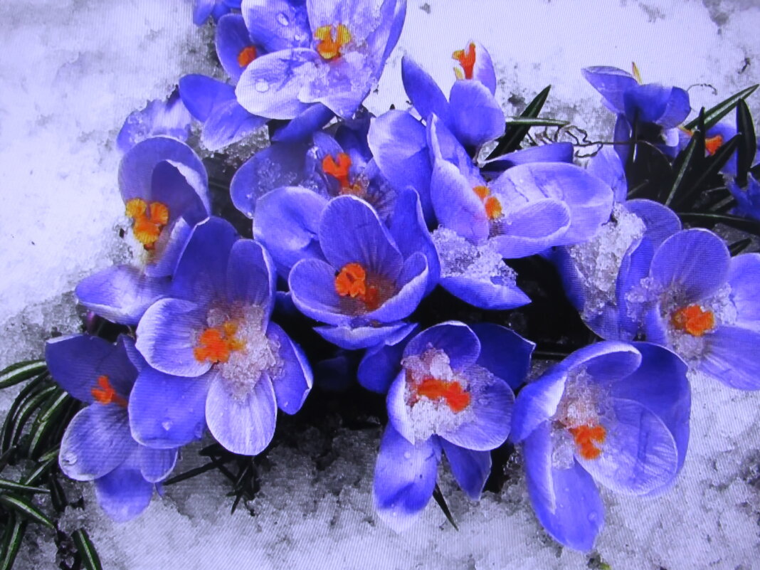 Во всей красе - Людмила Смородинская Во всей красе - Людмила Смородинская