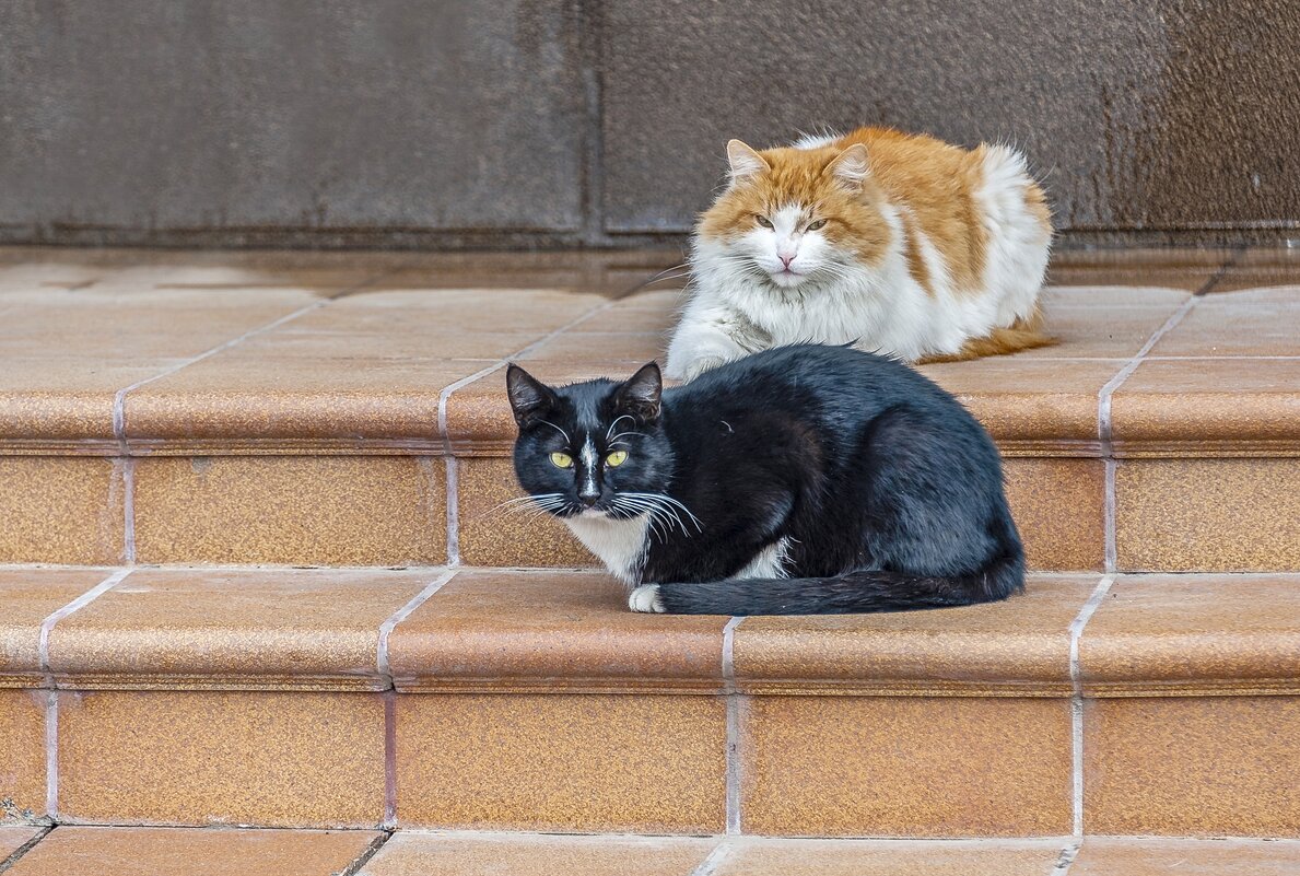 Мартовские - Валерий Иванович