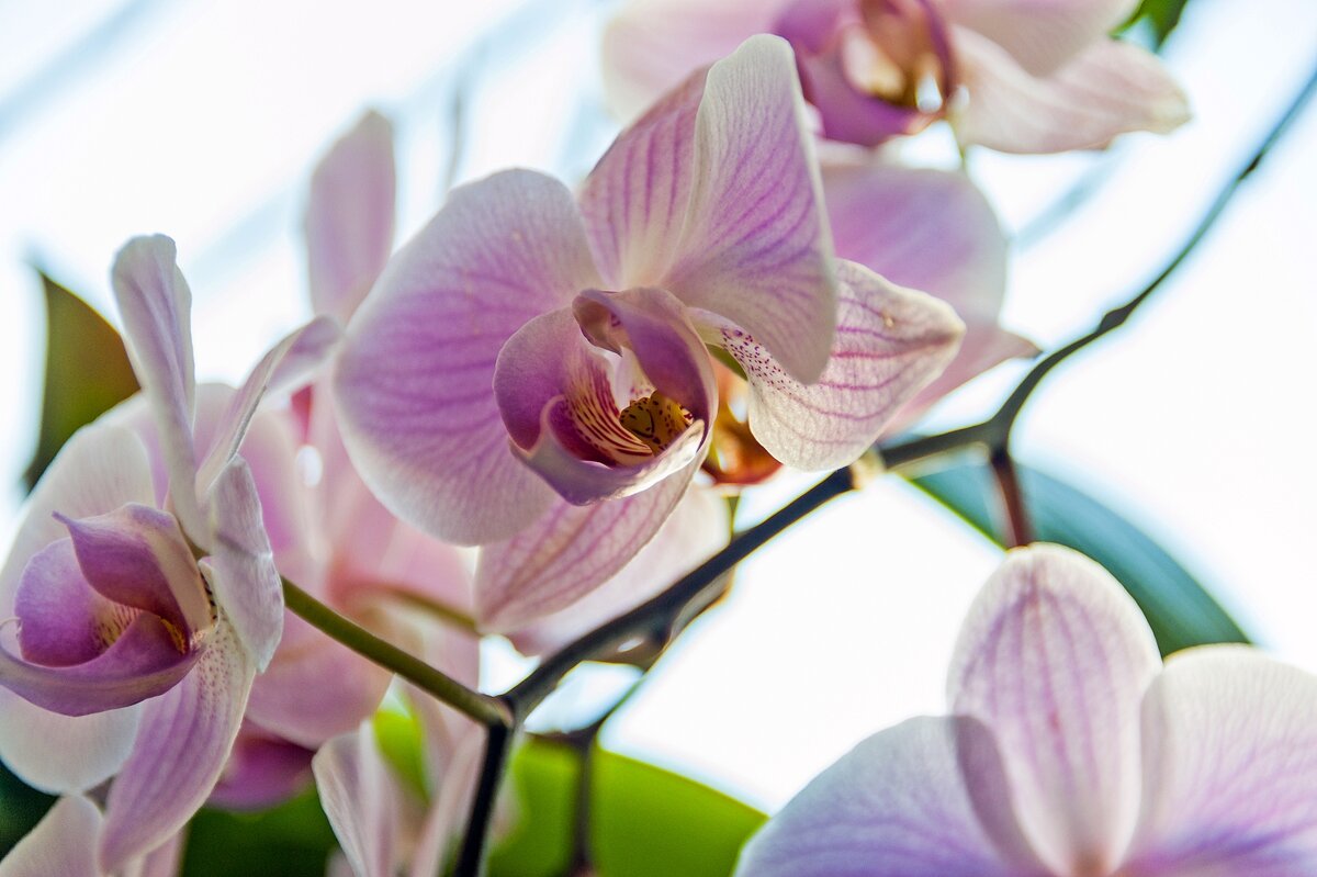 Фаленопсис мартовский - Валерий Иванович Фаленопсис мартовский - Валерий Иванович