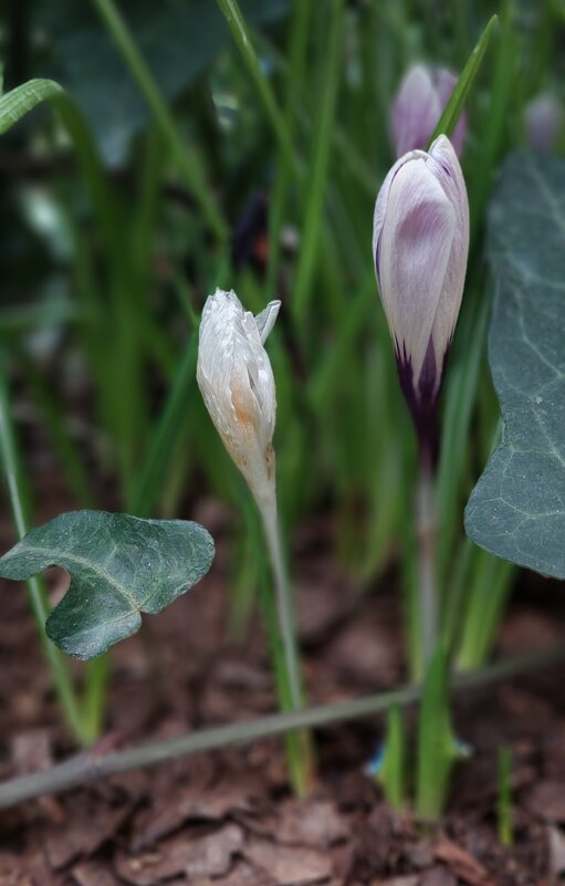 весны приметы - ИРЭН@ . весны приметы - ИРЭН@ .