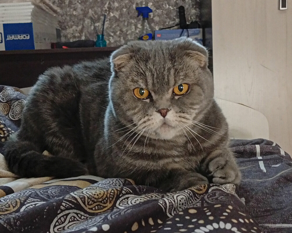 Сима - Юрий Фёдоров