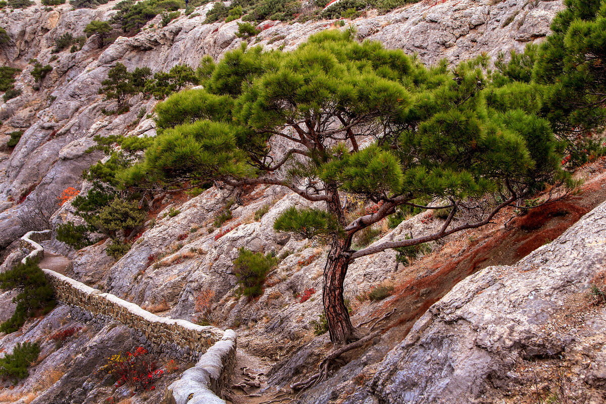 Царская тропа. - Сергей Воротников Царская тропа. - Сергей Воротников