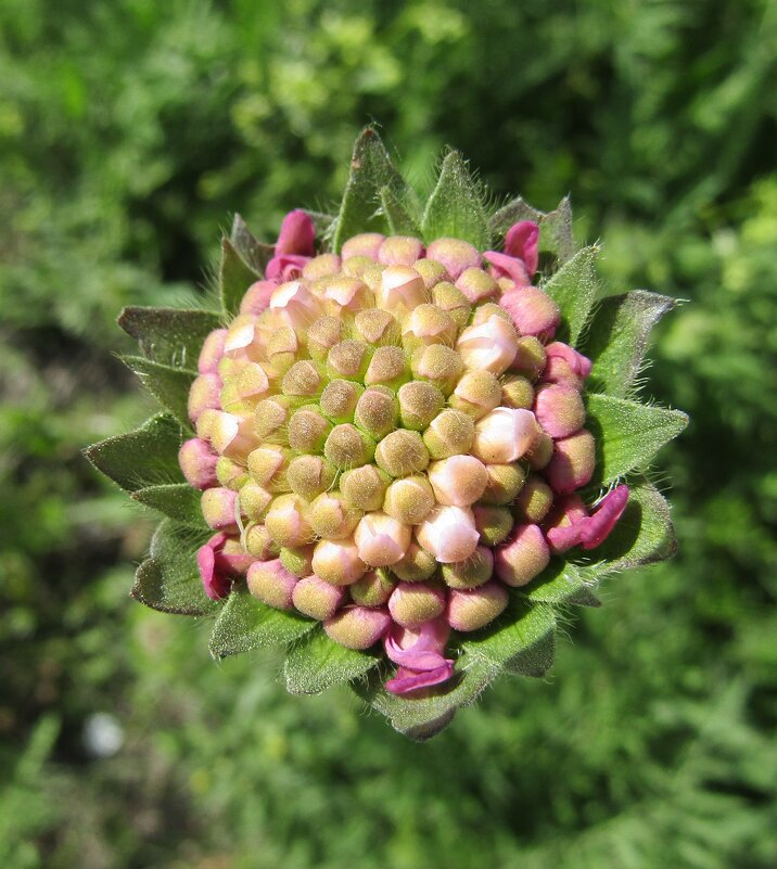Короставник полевой - Galaelina *** Короставник полевой - Galaelina ***