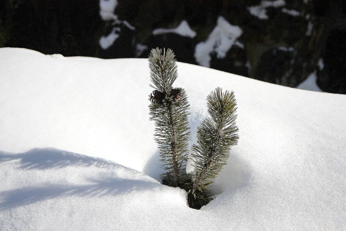 Минимализм - ZNatasha -