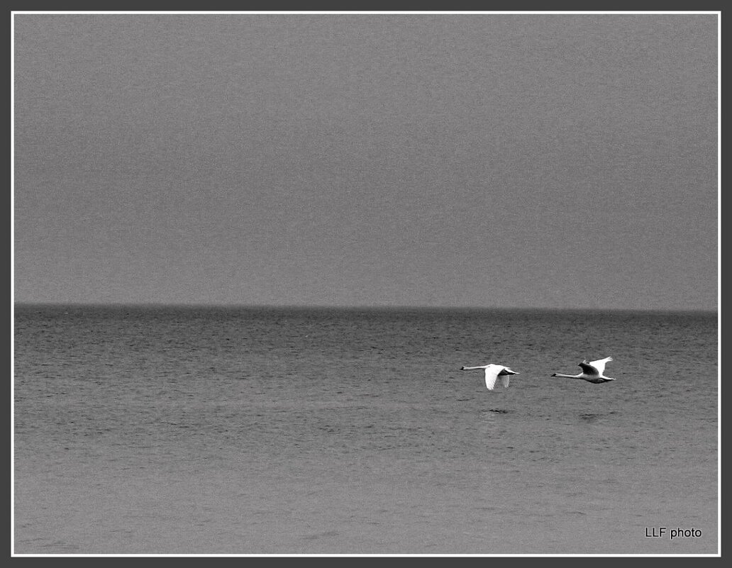 *** - Liudmila LLF *** - Liudmila LLF