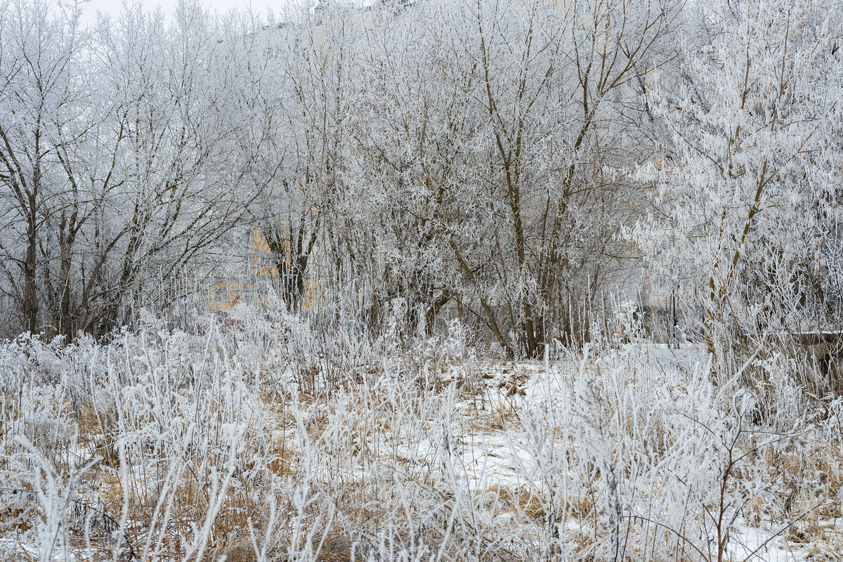 Кустарники в инее - Александр Синдерёв