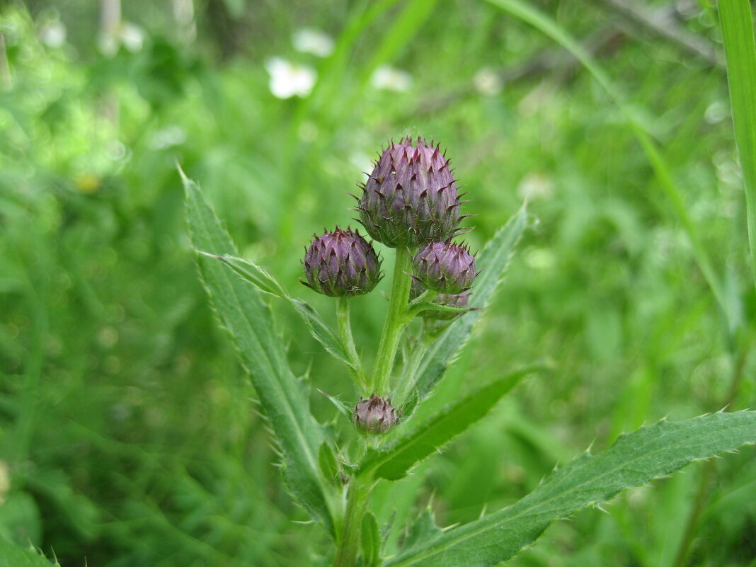 Бодяк - Anna Ivanova