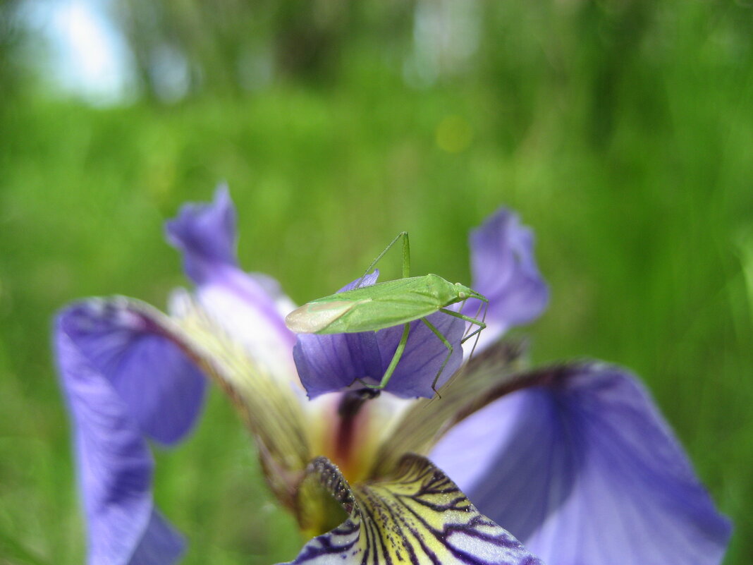 Слепняк - Anna Ivanova