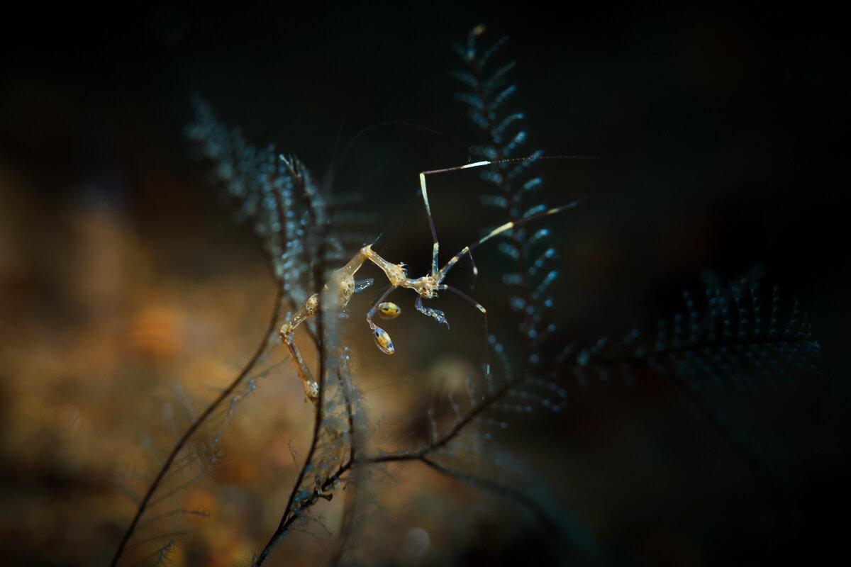 Skeleton Shrimp - алексей афанасьев