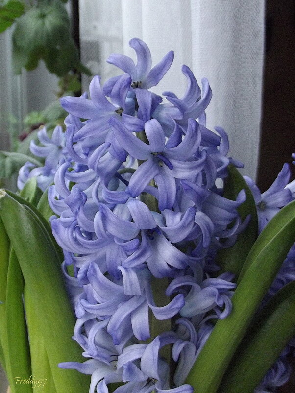 Гиацинт - Freddy 97