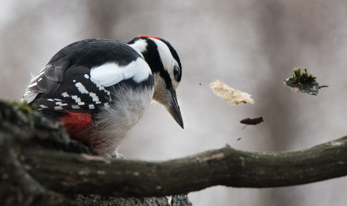 Дятел. Только щепки полетели... - Владимир Безбородов Дятел. Только щепки полетели... - Владимир Безбородов