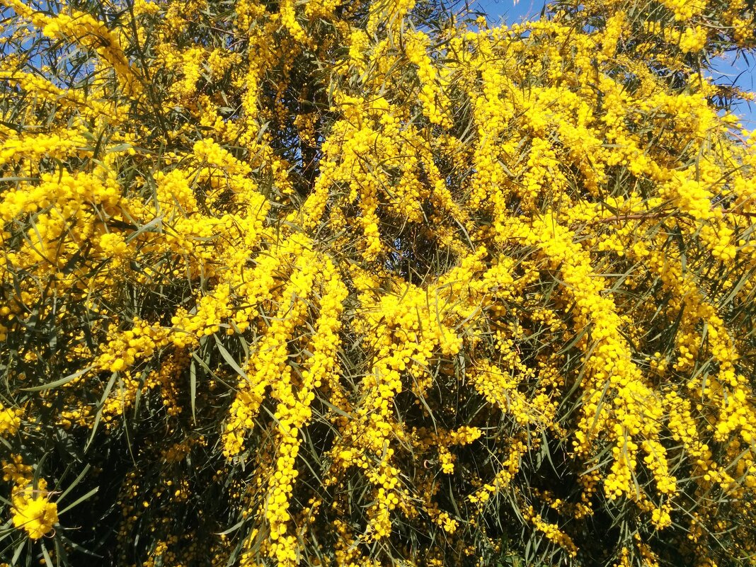 Мимоза прошлых лет. - Светлана Хращевская
