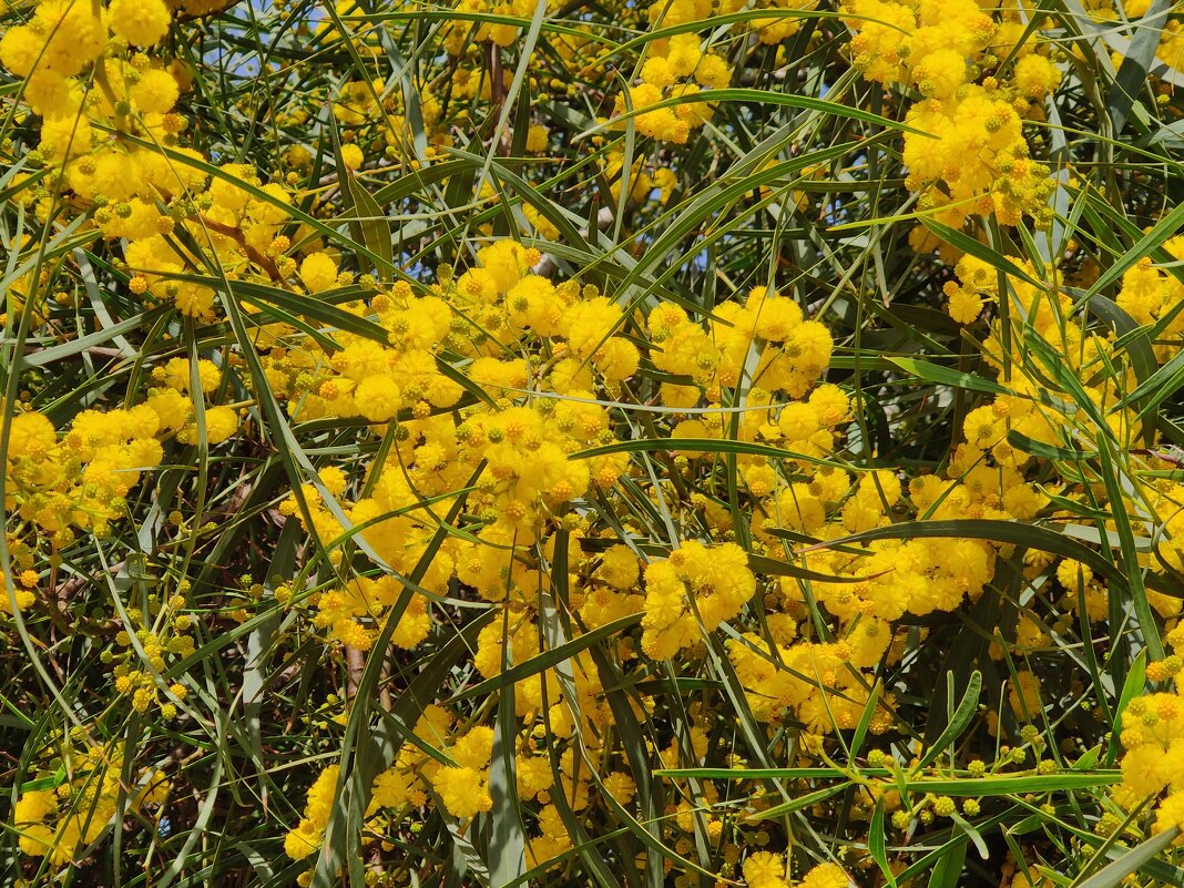 В прошлом году цвели. - Светлана Хращевская В прошлом году цвели. - Светлана Хращевская