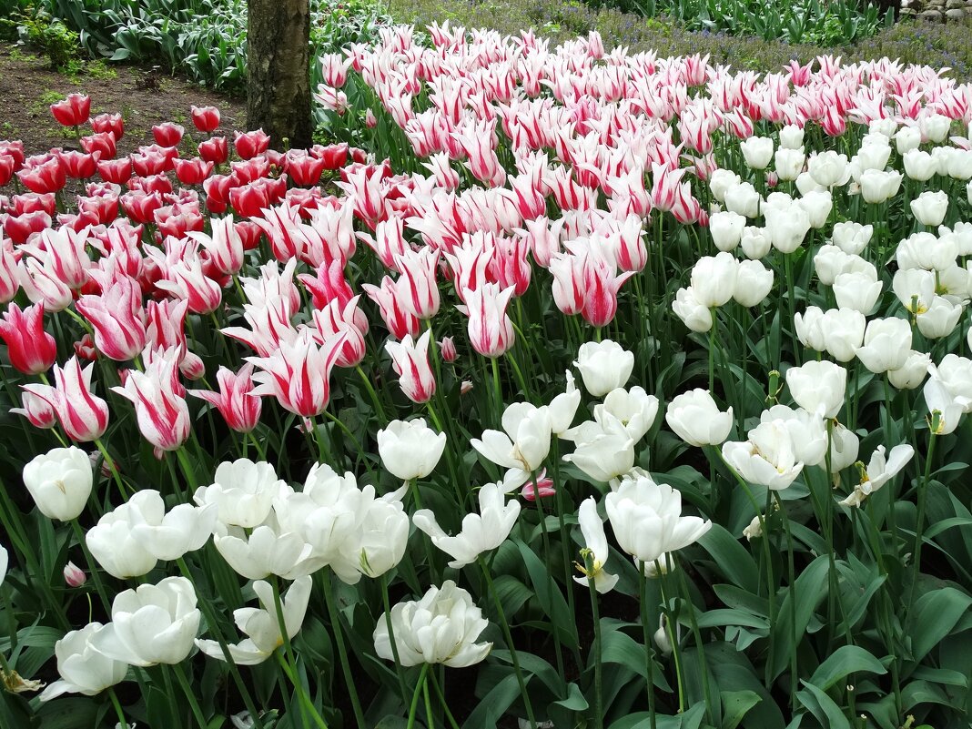 Тюльпанчики - svk *