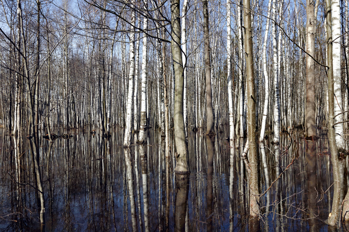 Половодье. - Владимир Половодье. - Владимир