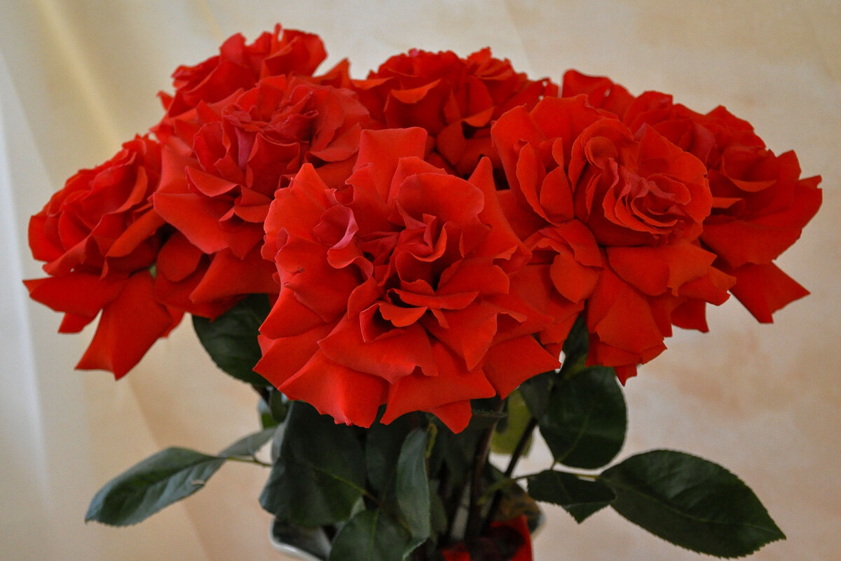 С наступающим Женским днём! - Татьяна Машошина