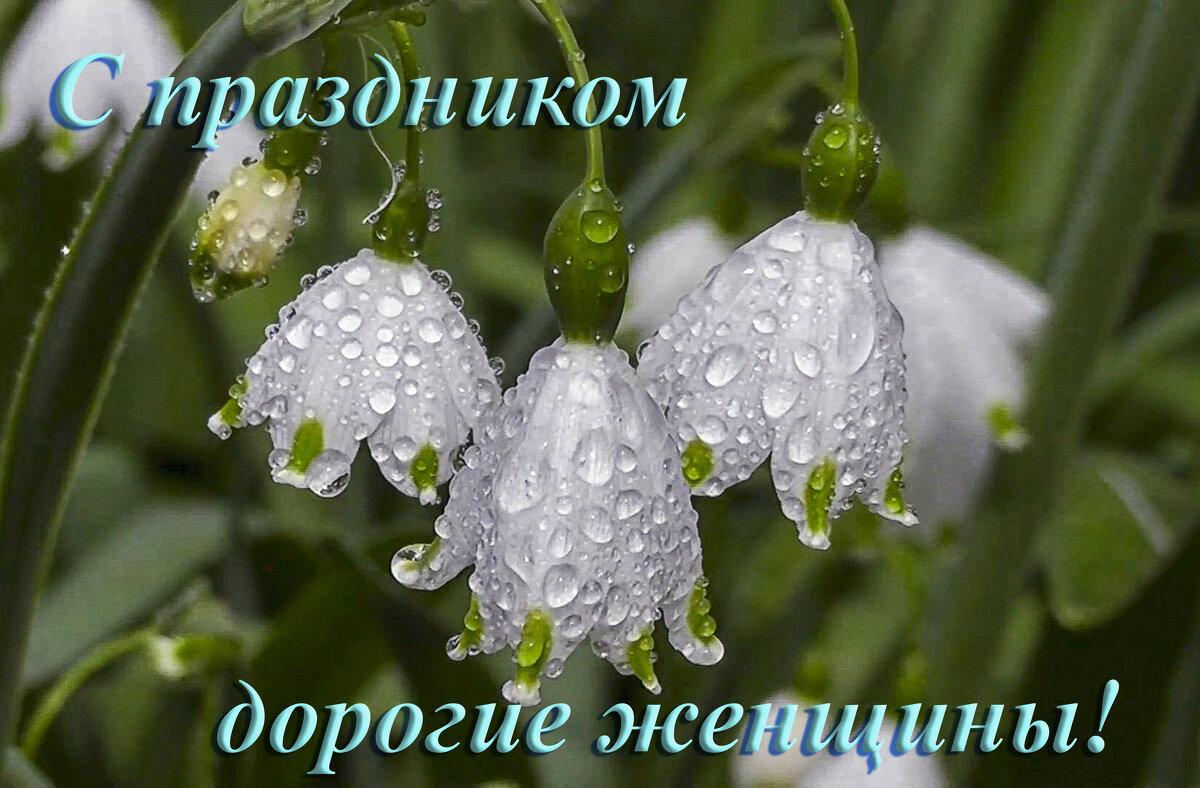 Поздравление - Aleksey Afonin Поздравление - Aleksey Afonin