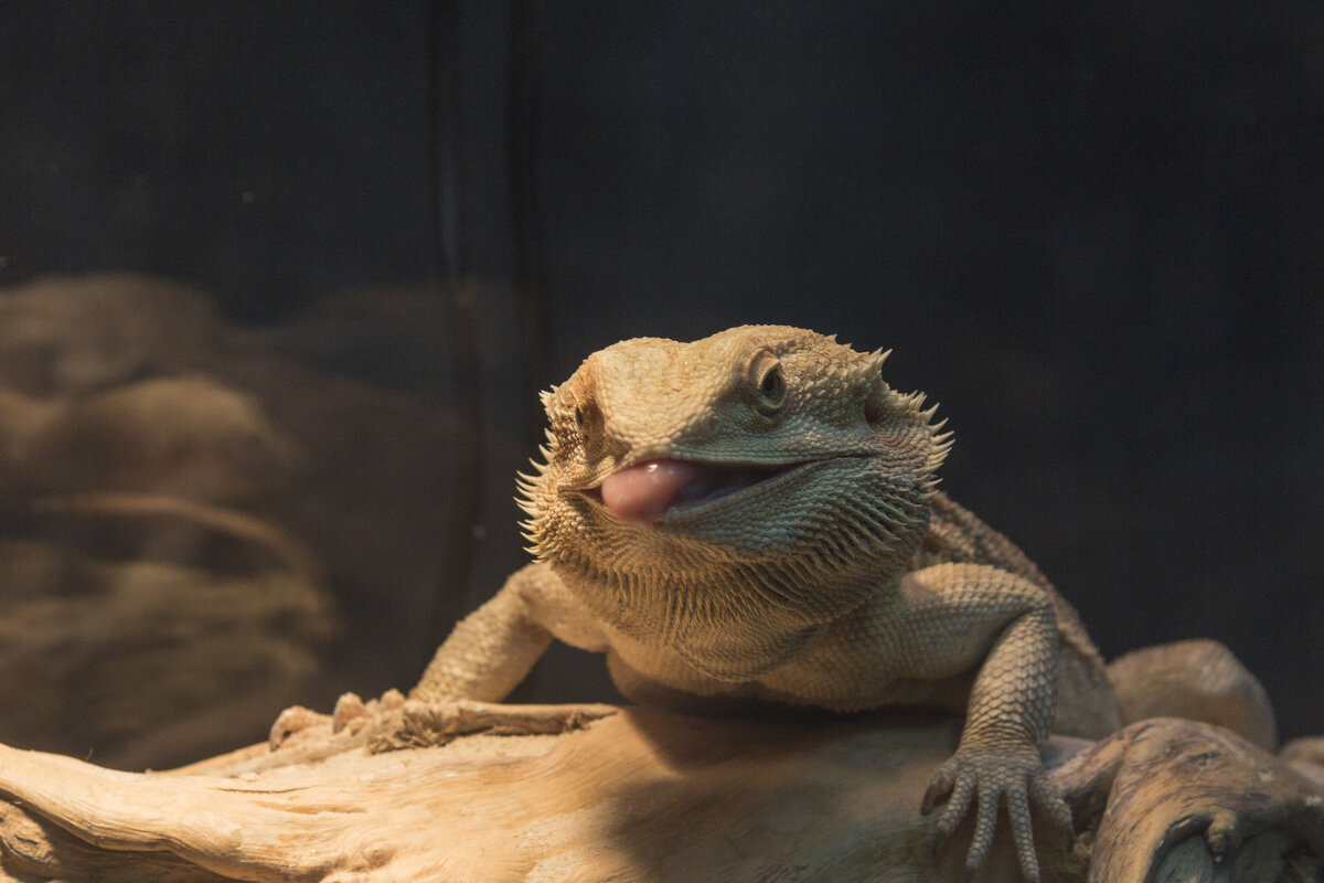Бородатая агама - Алексей Булак Бородатая агама - Алексей Булак